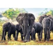 Trefl Puzzle Afrikanische Elefanten 1000 Teile
