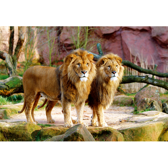 Trefl Lions Puzzle mit 1500 Teilen