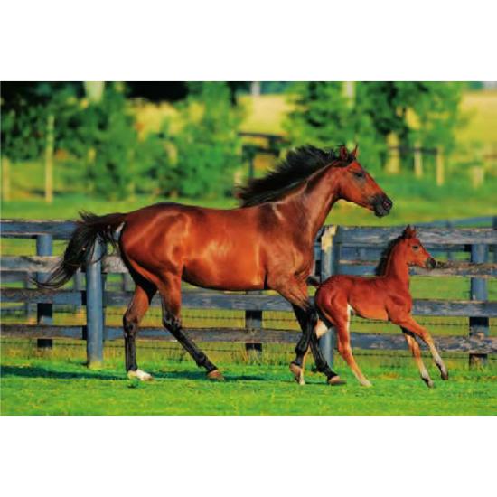 Trefl Puzzle „Erste Schritte“ mit 500 Teilen