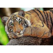 Trefl Tiger-Portrait-Puzzle 500 Teile