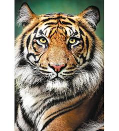 Trefl Puzzle Porträt eines Tigers 1500 Teile