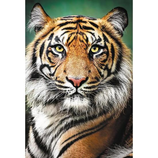 Trefl Puzzle Porträt eines Tigers 1500 Teile