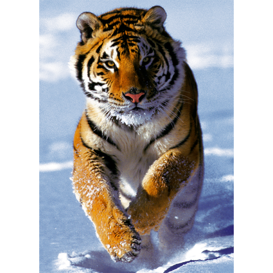 Trefl Bengal Tiger Puzzle 500 Teile