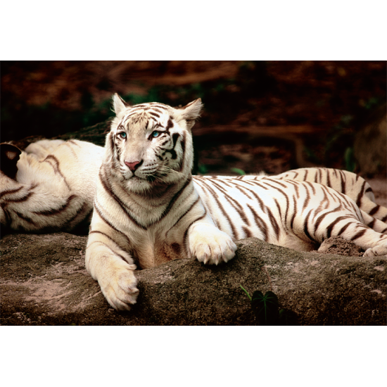 Trefl White Bengal Tigers Puzzle mit 1500 Teilen